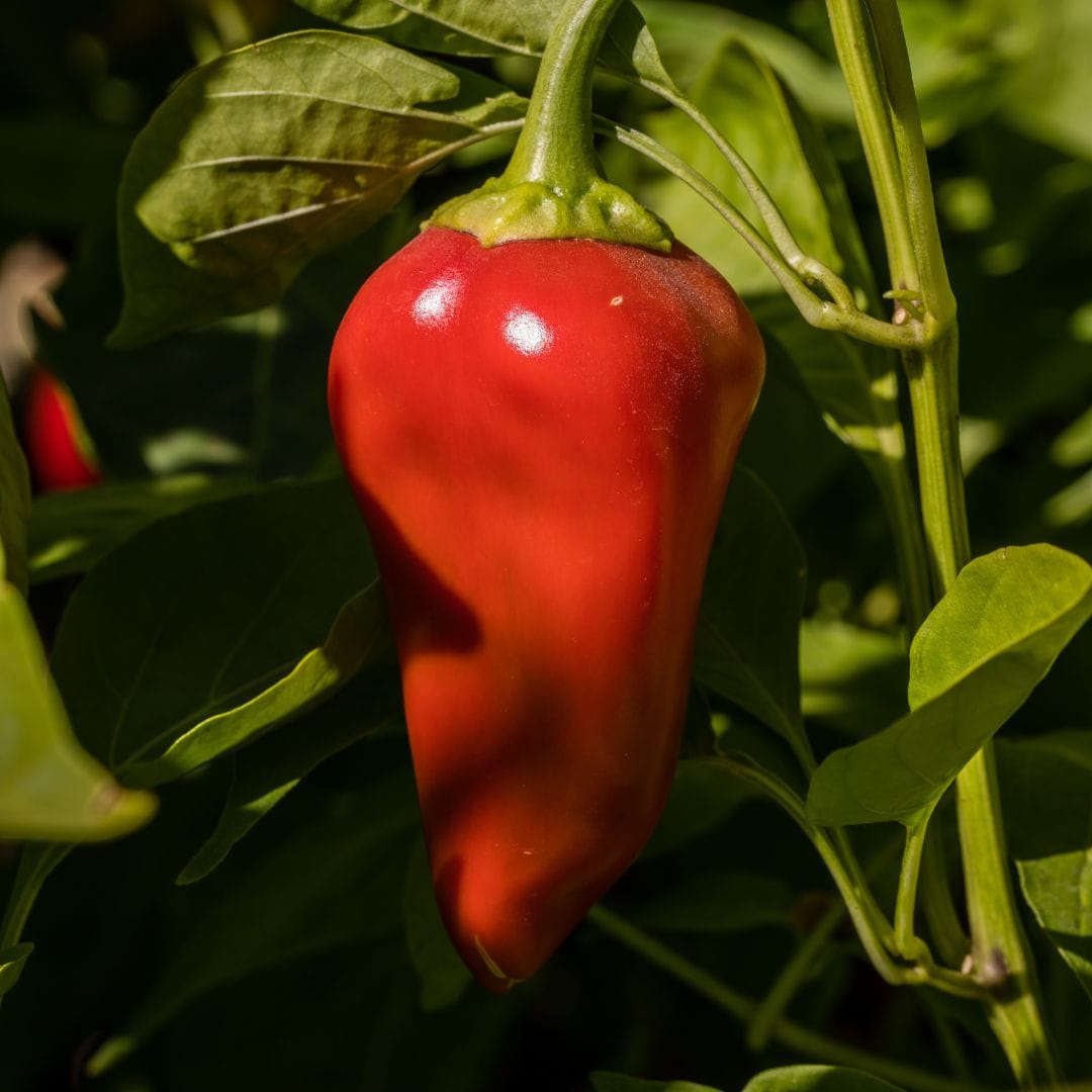 VegNews.PiquilloPepper.Canva